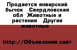 Продается январский бычок - Свердловская обл. Животные и растения » Другие животные   